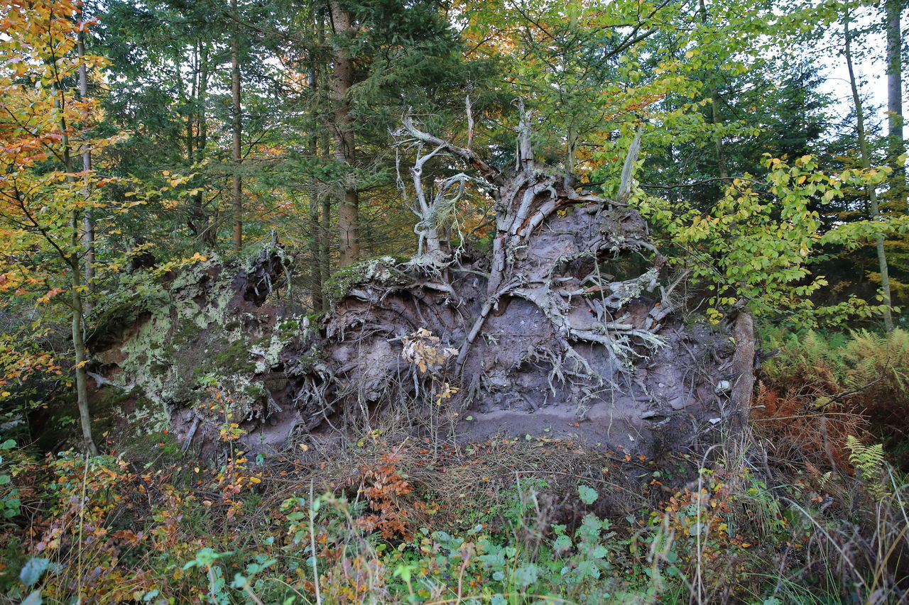 PLANTS IN FOREST