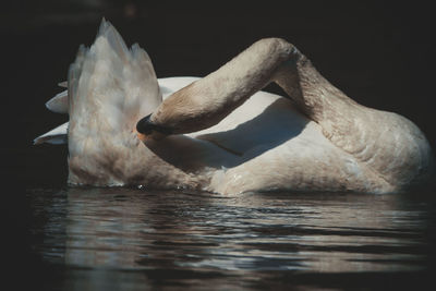 Swan swimming in lake