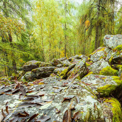 Moss growing on rock in forest