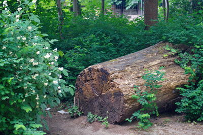 Plants growing on tree trunk in forest