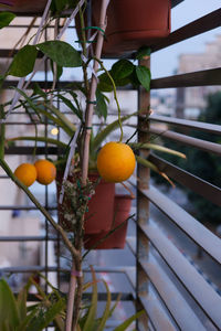 Close-up of oranges