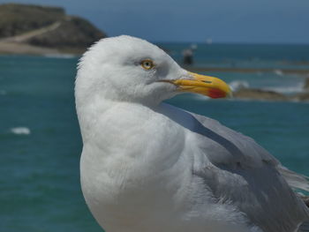 Close-up of seagull on sea shore