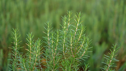 Rosemary herb is edible perennial plant with needle-like leaves in english cottage backyard 