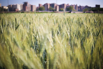 Close-up of wheat growing in field