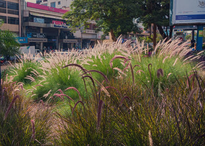 Plants growing in front of building