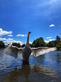 Swan swimming in lake against sky