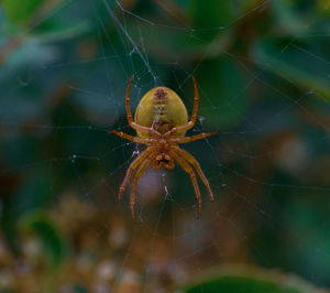 Close-up of spider on web