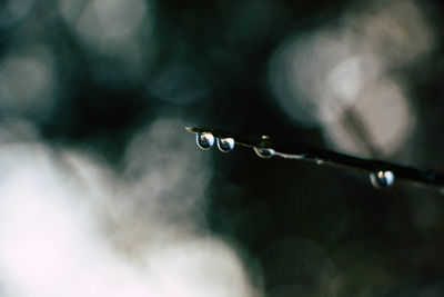 Close-up of water drops on blade of plant