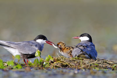 Whiskered tern with offspring on a shallow wetland