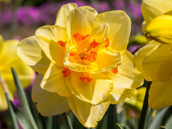 Close-up of yellow flowers blooming outdoors