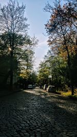 Trees in city against sky