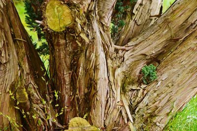 Full frame shot of tree trunk