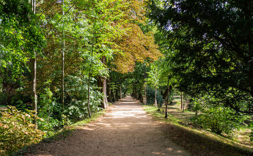 Footpath amidst trees in forest