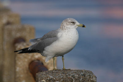 Close-up of seagull perching outdoors