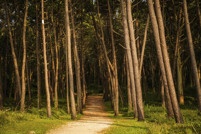 Walkway amidst trees in forest