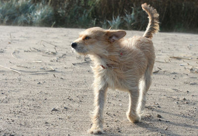 Dog on the beach