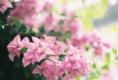 Close-up of pink cherry blossoms