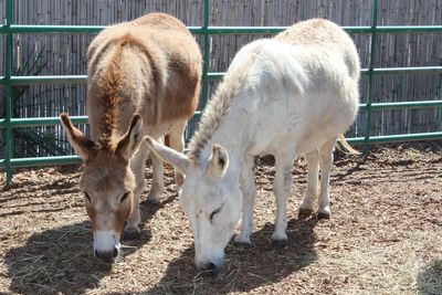 Closeup of two horses grazing