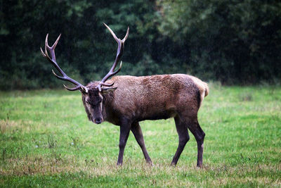 Side view of deer standing on field