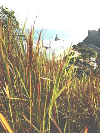 Grass by sea against clear sky