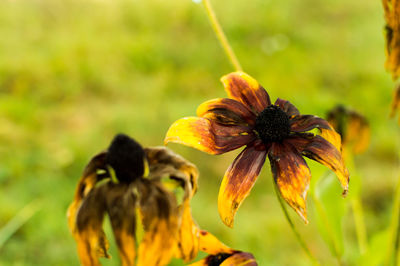 Close-up of yellow flower blooming outdoors