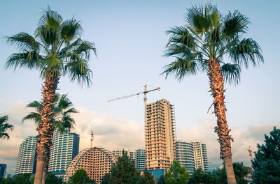 Low angle view of palm trees against sky