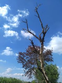 Low angle view of bare trees on field
