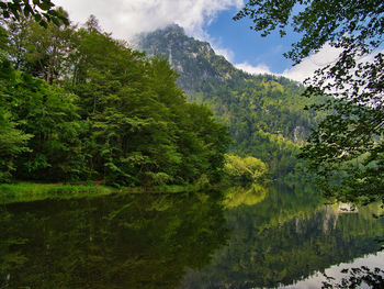 Scenic view of lake in forest against sky