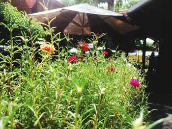 Close-up of plants