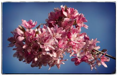 Low angle view of pink flowers blooming on tree against sky