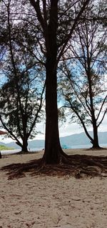 Trees on beach against sky