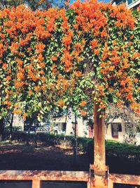 Trees and plants growing outside house during autumn