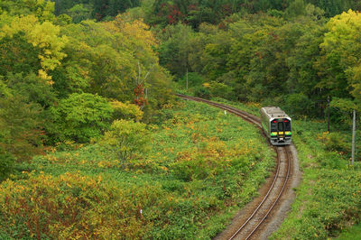 Semi autumn leaves and local train