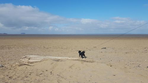 Dog running on beach