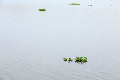 High angle view of plant floating on lake