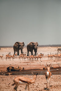 Animals on field against clear sky