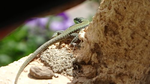 Close-up of a lizard on rock