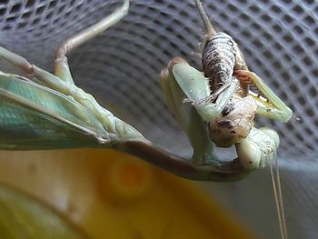 Close-up of insect on flower