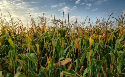 Crops growing on field against sky