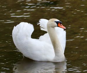 Swan floating on lake