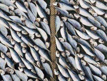 Full frame shot of fishes for sale