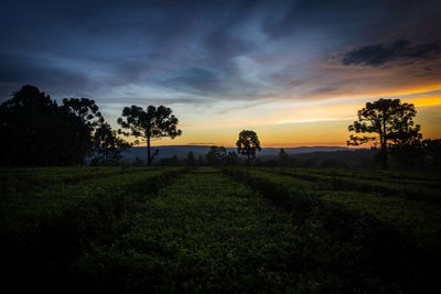 Scenic view of agricultural field against sky during sunset