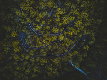 High angle view of trees in forest