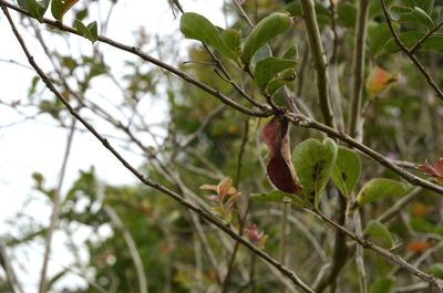 Close-up of flower growing on tree