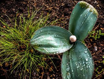 High angle view of wet leaf on field