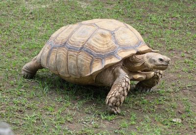 Turtle in a field