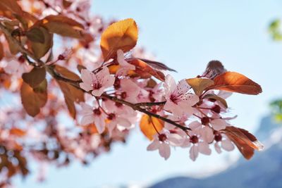 Close-up of pink cherry blossoms against sky