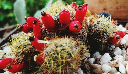 Close-up of red cactus plant