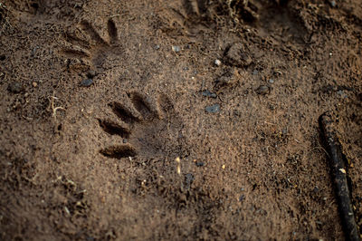 High angle view of footprints on wet sand