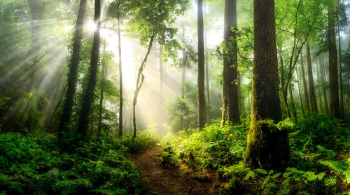 Trees in forest